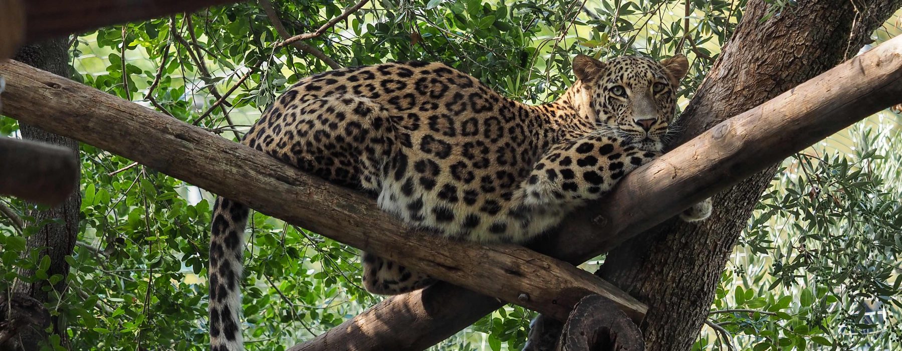 Reintrodução histórica de Leopardos-da- pérsia no Cáucaso tentam evitar extinção da subespécie