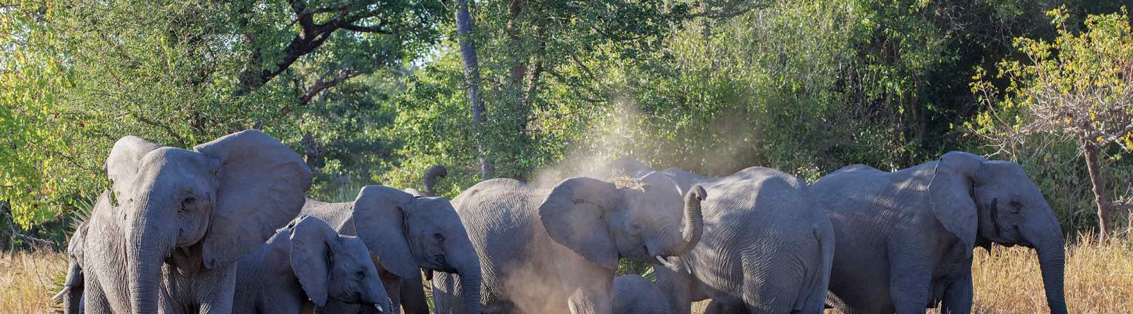 A incrível história da  Gorongosa na recuperação  da vida selvagem