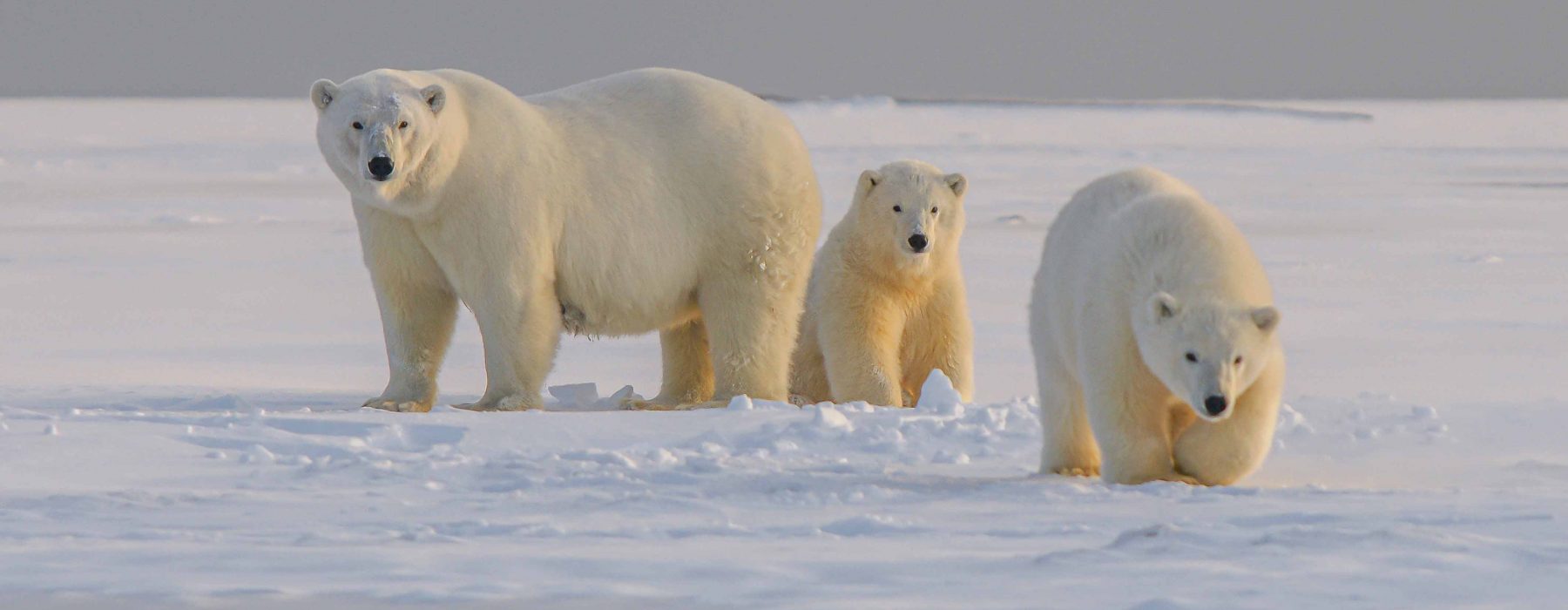 Svalbard – Na terra do Rei do Ártico