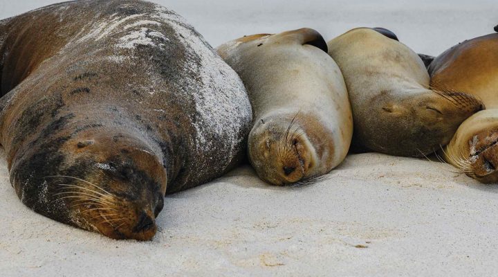 As selvagens e maravilhosas Ilhas Galápagos