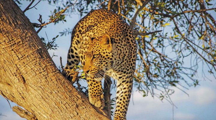 Safari no Quénia – Regresso a África