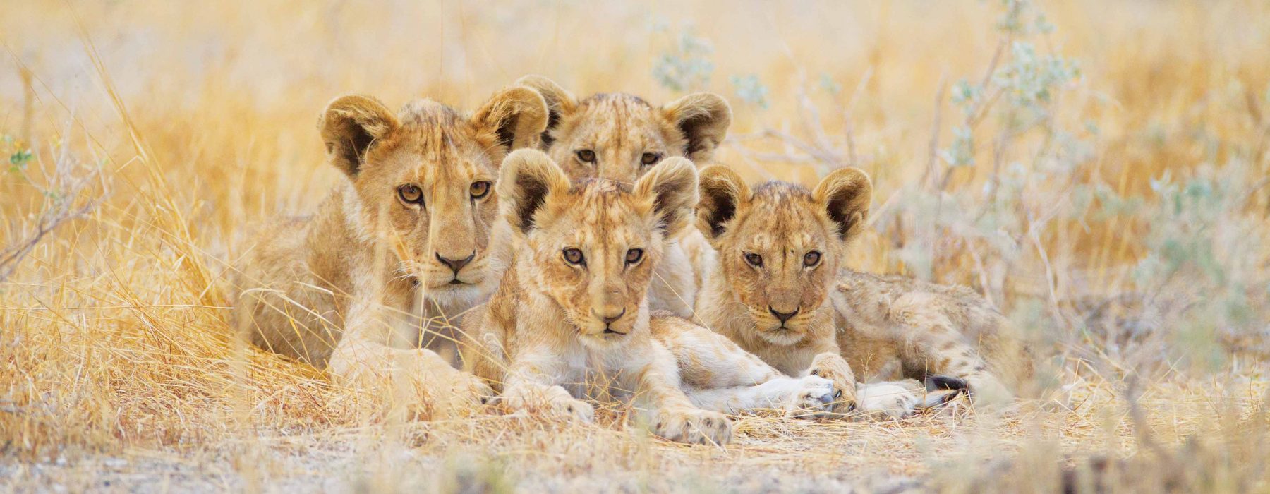 National Parks of Kenya