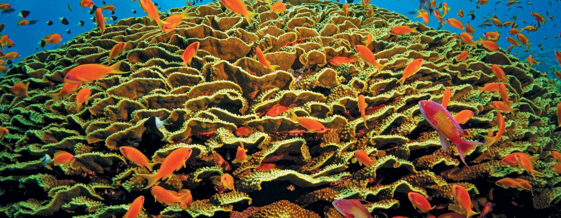 Recife Alacranes – Um gigante de coral no Golfo do México