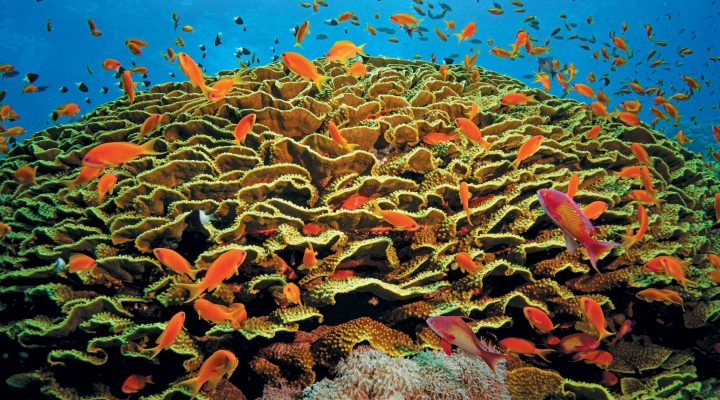 Recife Alacranes – Um gigante de coral no Golfo do México