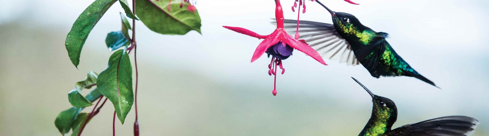 Costa Rica