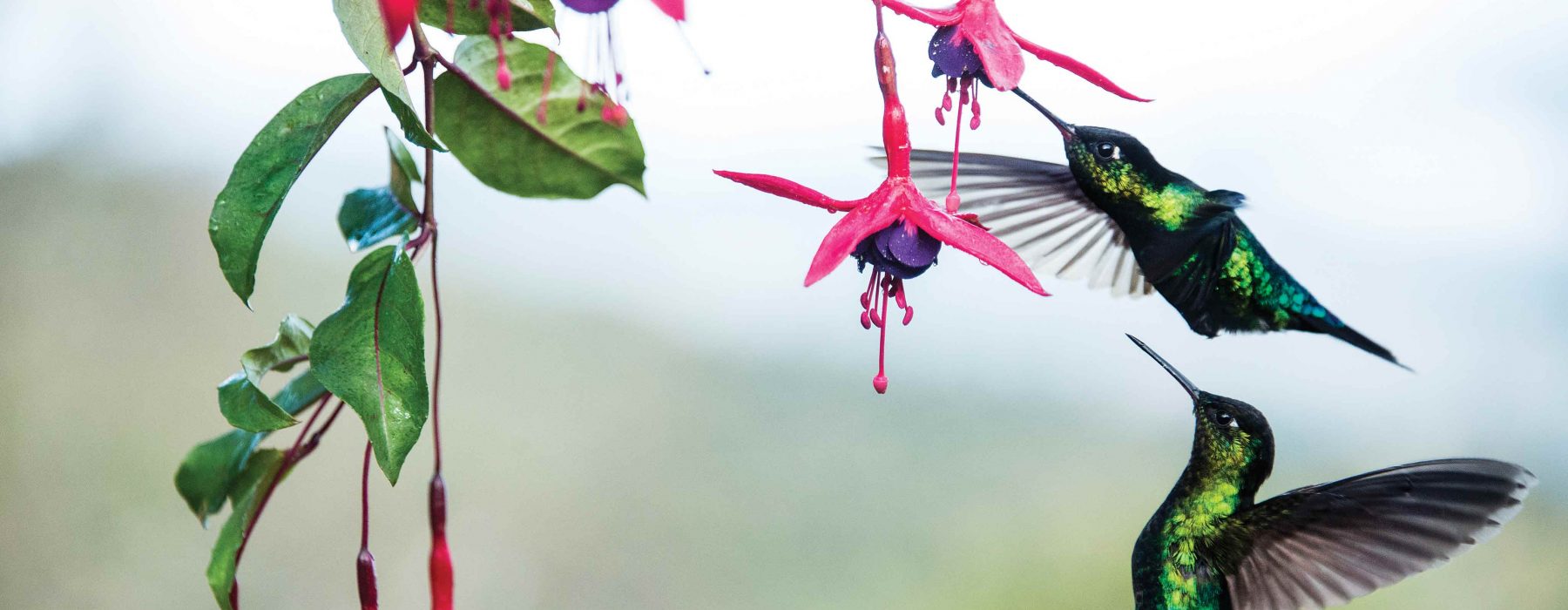 Costa Rica