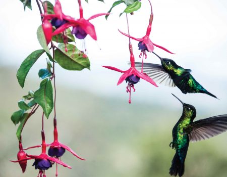 Costa Rica