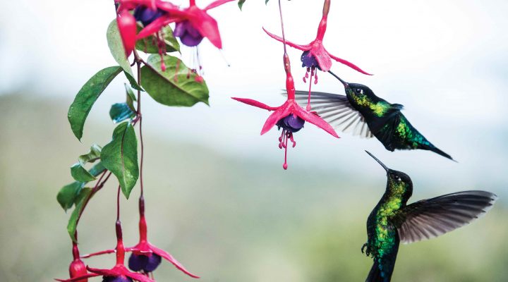 Costa Rica